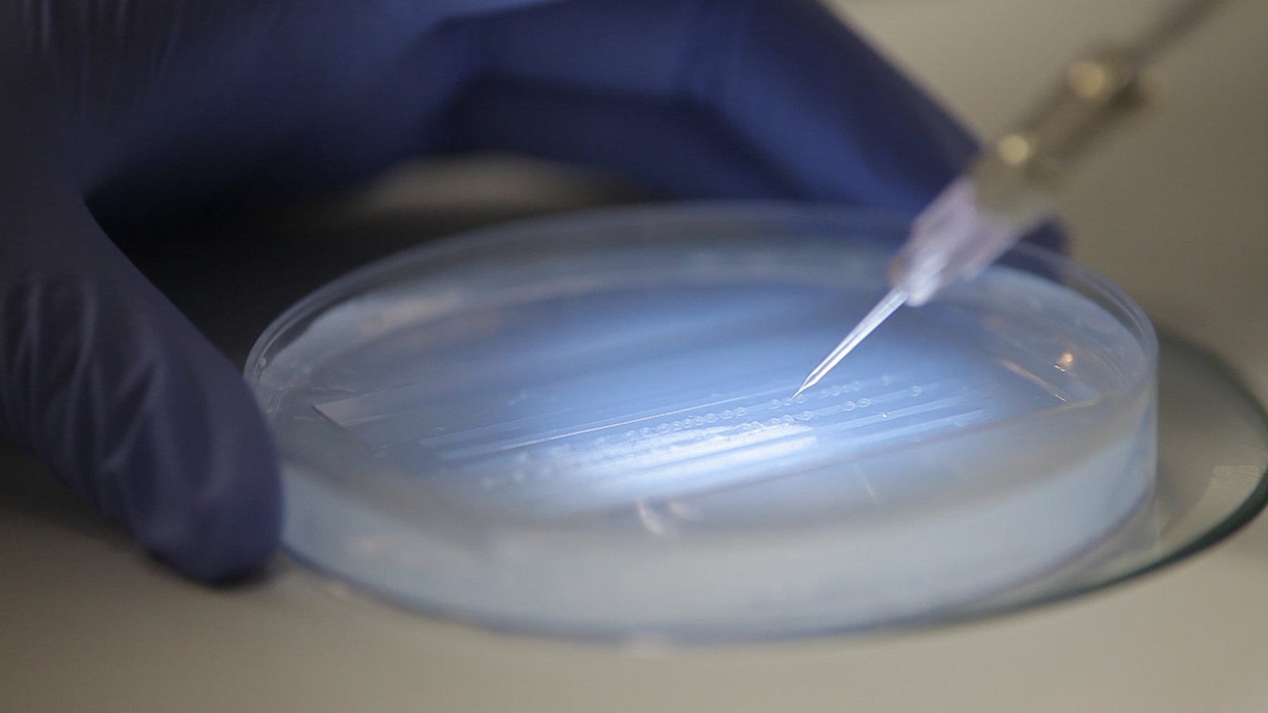 Zebrafish as a Model Organism in Research: Methods and Benefits